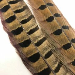 Wapsi 1 Pair Ringneck Pheasant Tail Feathers Fly Tying