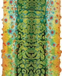 Buff Inc Buff CoolNet UV+ Adult